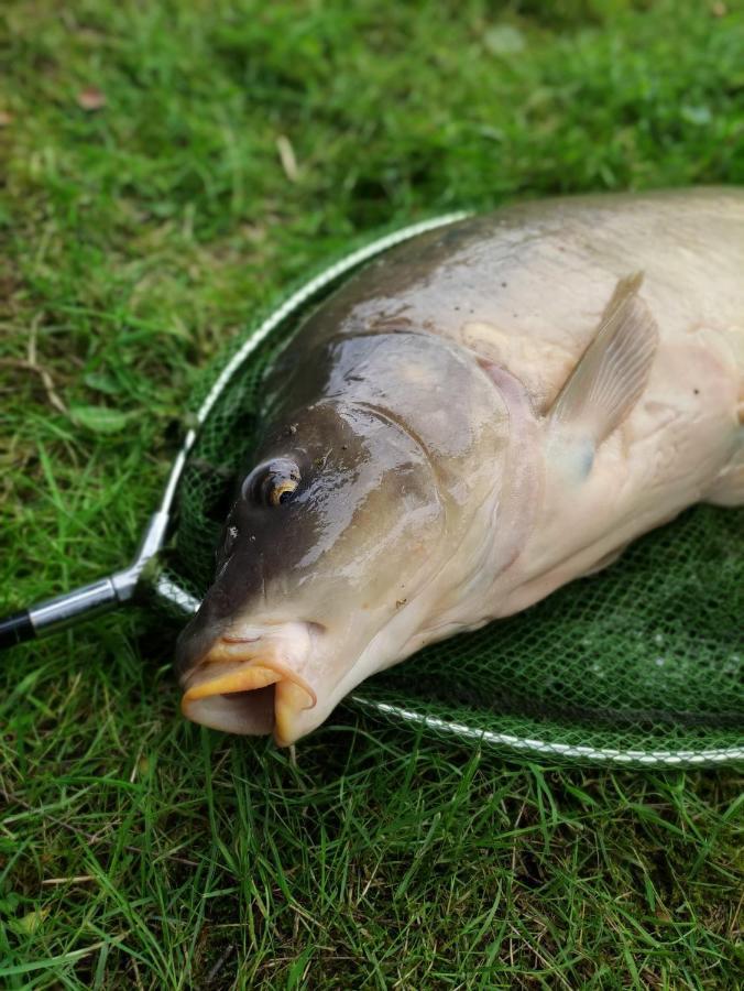 Deux Etangs Poissonneux Au Milieu Des Bois Avec Gite Moderne, La Halte Des Deux Lacs Rosée Exterior foto